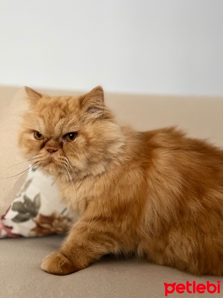 İran Kedisi (Persian), Kedi  Tarçın fotoğrafı
