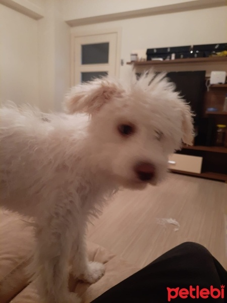 Maltese, Köpek  Bingo fotoğrafı