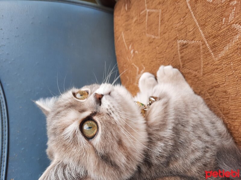 British Shorthair, Kedi  Siri fotoğrafı