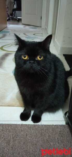 British Shorthair, Kedi  Çırnışka fotoğrafı