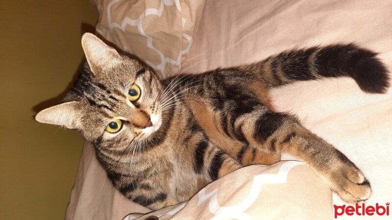 American Shorthair, Kedi  Sadaf fotoğrafı