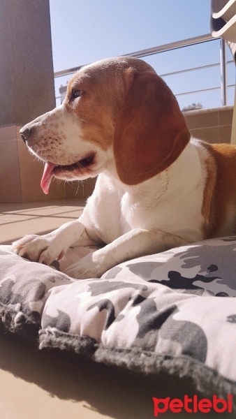Beagle, Köpek  Daisy fotoğrafı