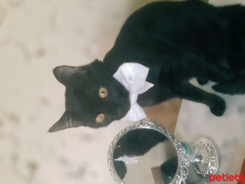 Bombay, Kedi  şans  fotoğrafı