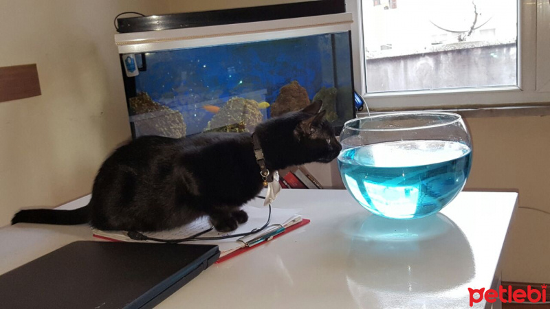 Bombay, Kedi  şans  fotoğrafı