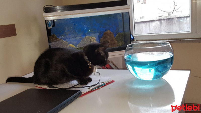Bombay, Kedi  şans  fotoğrafı