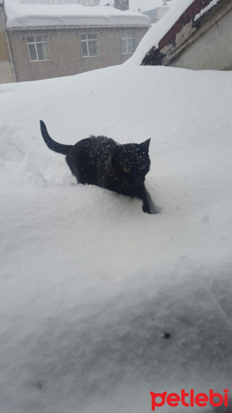 Bombay, Kedi  şans  fotoğrafı