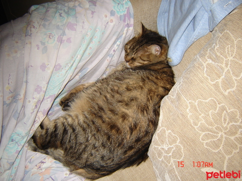 Tekir Kedi, Kedi  VİTES fotoğrafı
