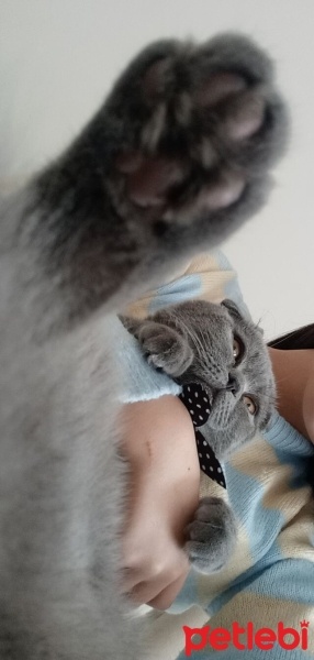 Scottish Fold, Kedi  Duman fotoğrafı