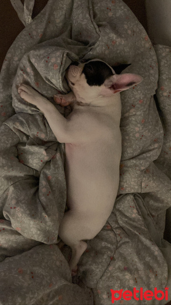 Fransız Bulldog, Köpek  Lexa fotoğrafı