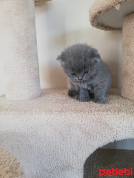 Scottish Fold, Kedi  Patiii fotoğrafı