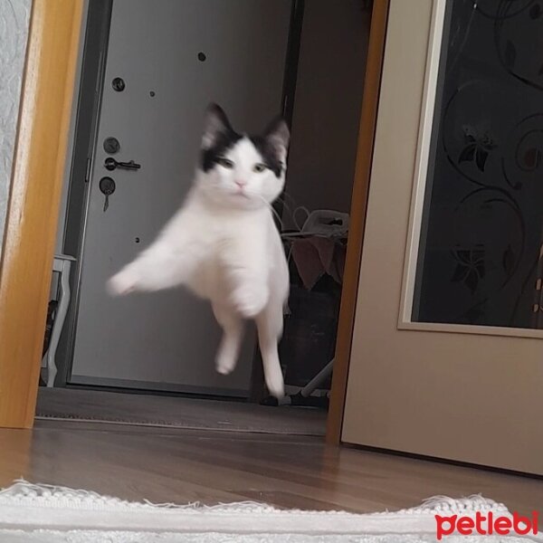 Tekir Kedi, Kedi  Sütlaç fotoğrafı