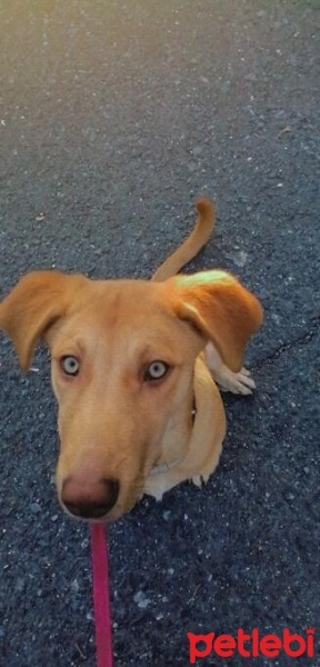 Sokö (Sokak Köpeği), Köpek  Balım fotoğrafı