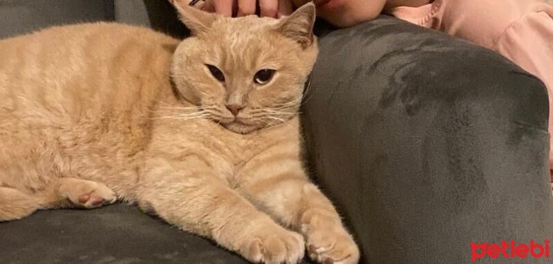 British Shorthair, Kedi  Maya fotoğrafı