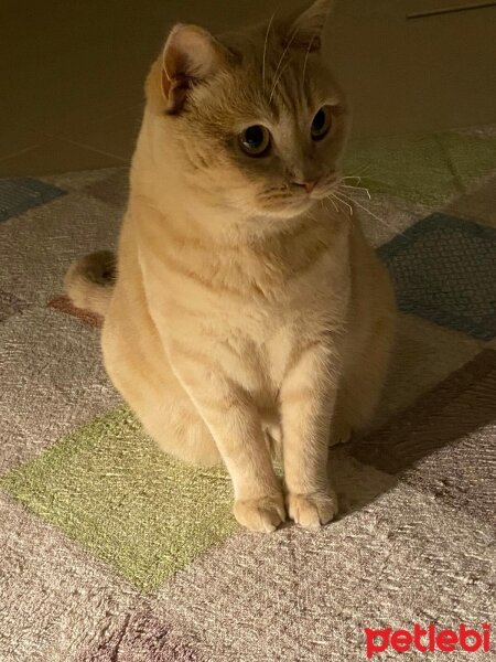 British Shorthair, Kedi  Maya fotoğrafı