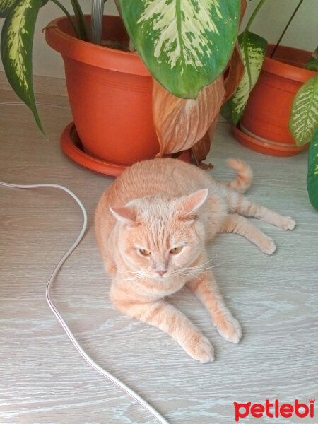 British Shorthair, Kedi  Maya fotoğrafı