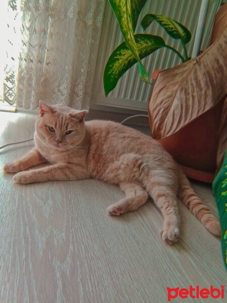 British Shorthair, Kedi  Maya fotoğrafı