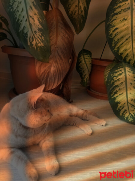 British Shorthair, Kedi  Maya fotoğrafı