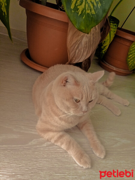 British Shorthair, Kedi  Maya fotoğrafı