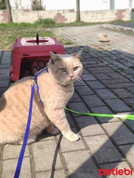 British Shorthair, Kedi  Maya fotoğrafı