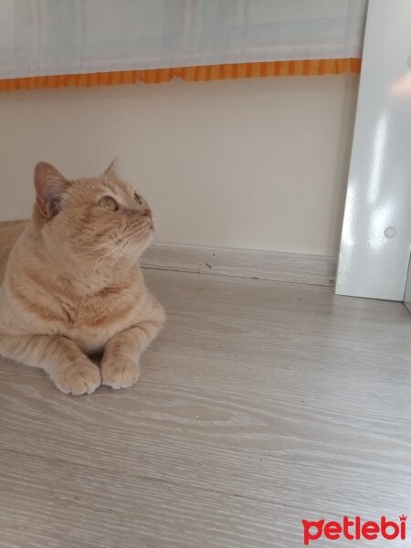 British Shorthair, Kedi  Maya fotoğrafı