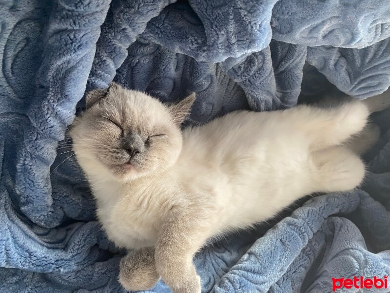 British Shorthair, Kedi  Luna fotoğrafı