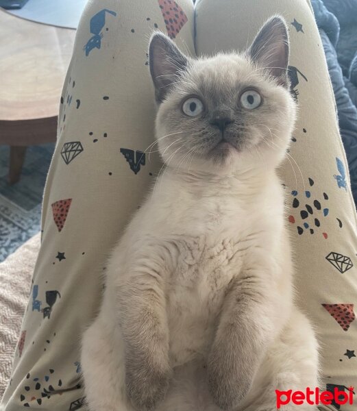 British Shorthair, Kedi  Luna fotoğrafı