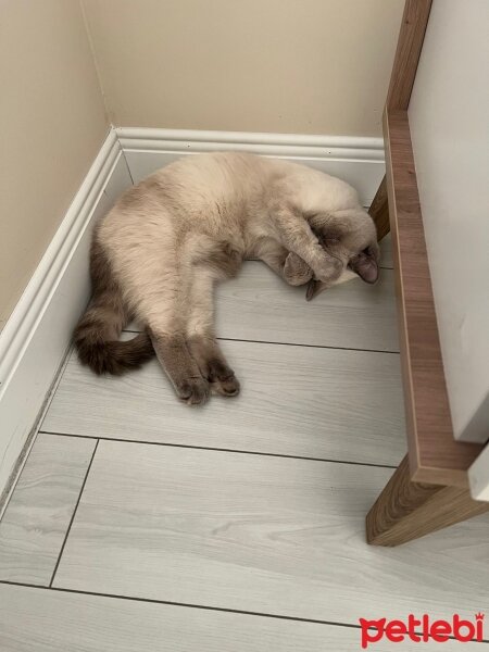 British Shorthair, Kedi  Luna fotoğrafı