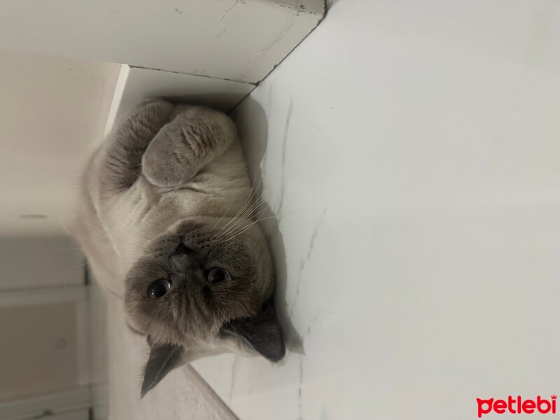 British Shorthair, Kedi  Luna fotoğrafı