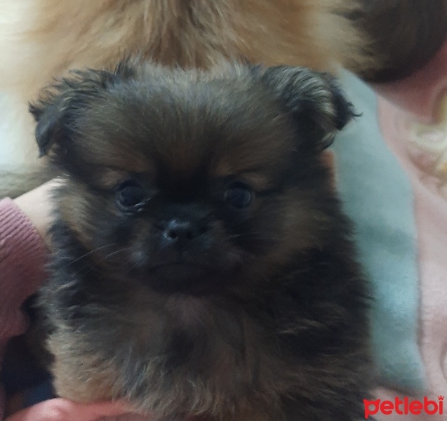 Pomeranyalı, Köpek  simba fotoğrafı