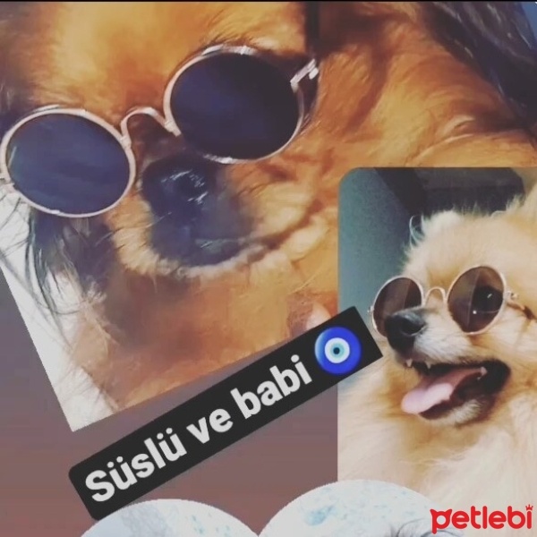 Pomeranyalı, Köpek  simba fotoğrafı