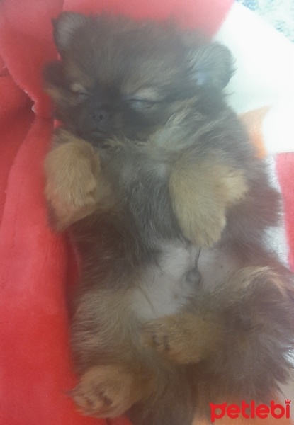 Pomeranyalı, Köpek  simba fotoğrafı
