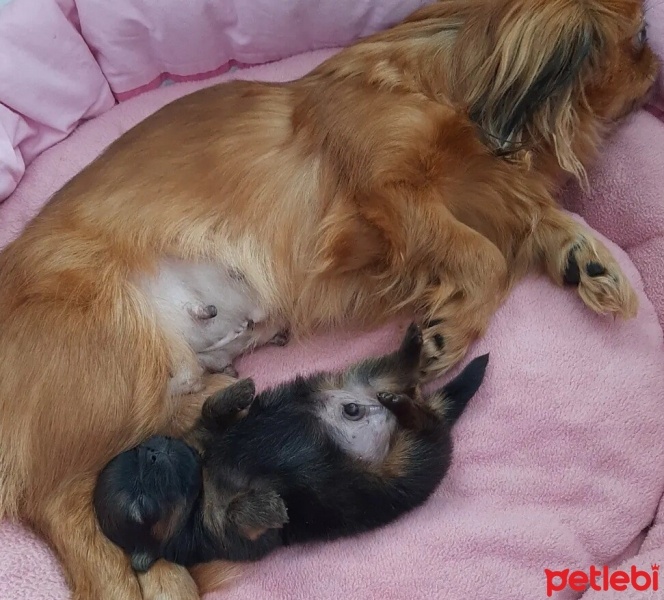 Pomeranyalı, Köpek  simba fotoğrafı