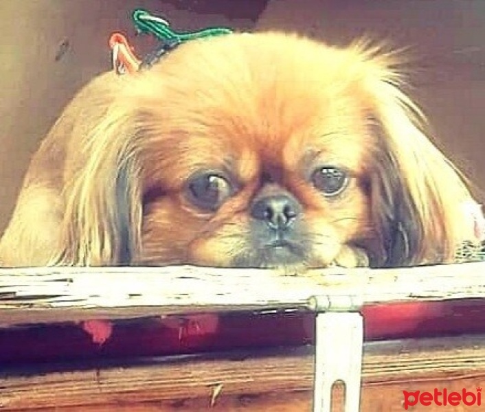 Pekingese, Köpek  süslü fotoğrafı