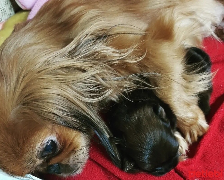 Pekingese, Köpek  süslü fotoğrafı