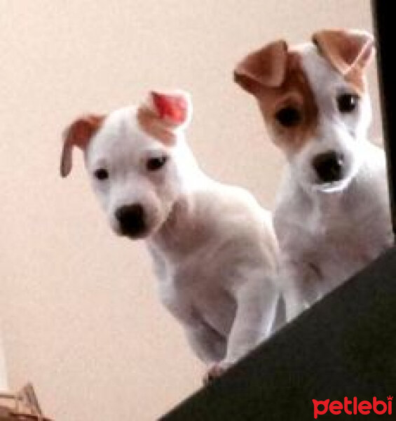 Jack Russell Terrier, Köpek  Raki & Alex fotoğrafı