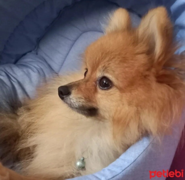 Pomeranyalı, Köpek  boby fotoğrafı