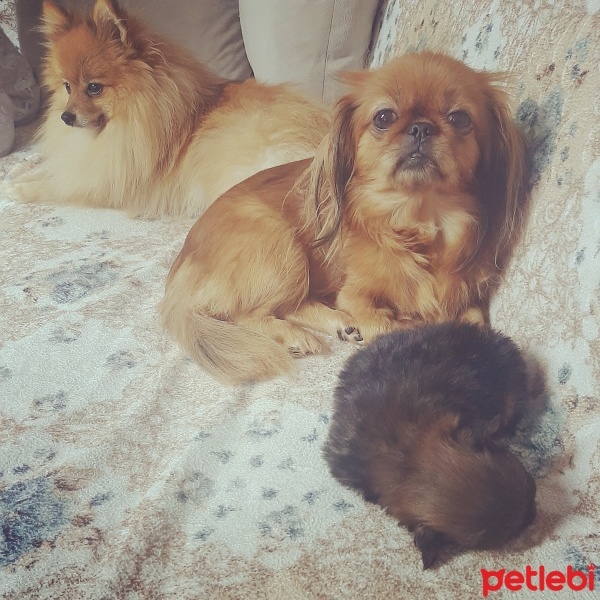 Pomeranyalı, Köpek  boby fotoğrafı