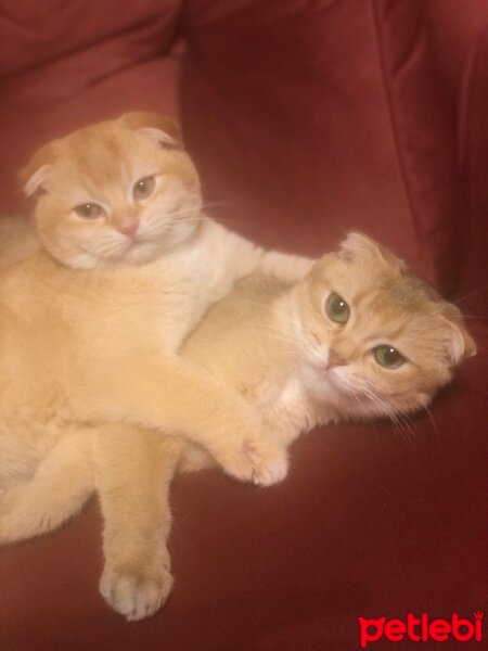 Scottish Fold, Kedi  Alberto fotoğrafı