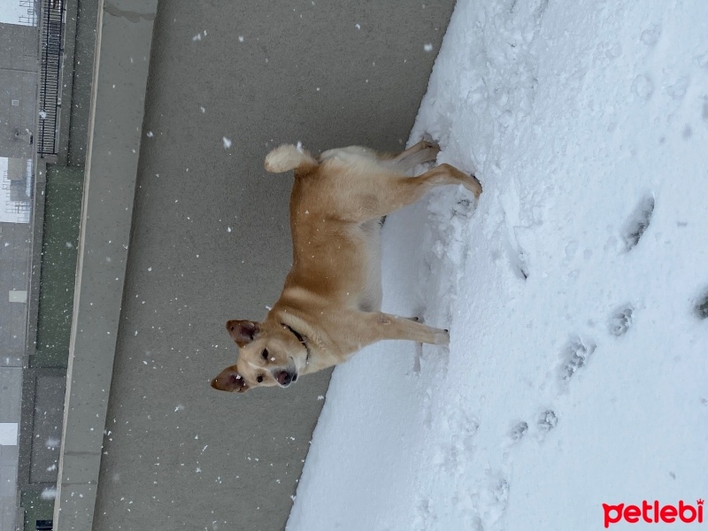 Sokö (Sokak Köpeği), Köpek  Paşa fotoğrafı