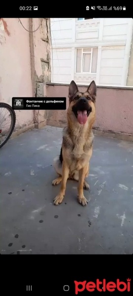 Alman Çoban Köpeği, Köpek  Liza fotoğrafı