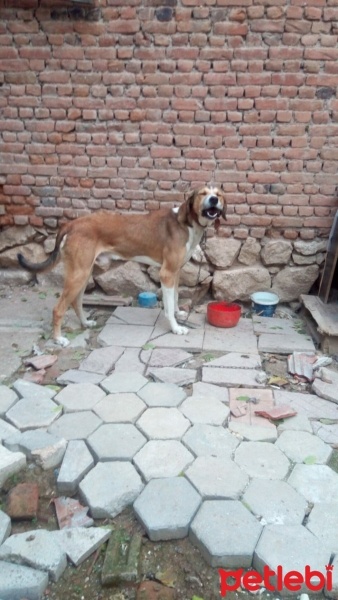 Pointer, Köpek  Koda fotoğrafı