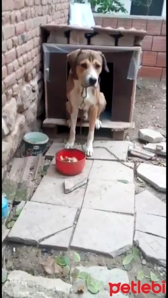 Pointer, Köpek  Koda fotoğrafı