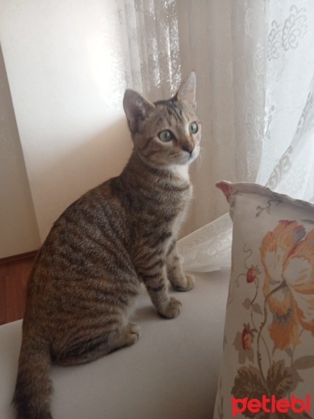 Tekir Kedi, Kedi  Minnoş fotoğrafı