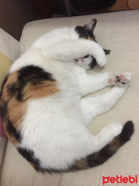 Tekir Kedi, Kedi  BAL KABAĞI fotoğrafı