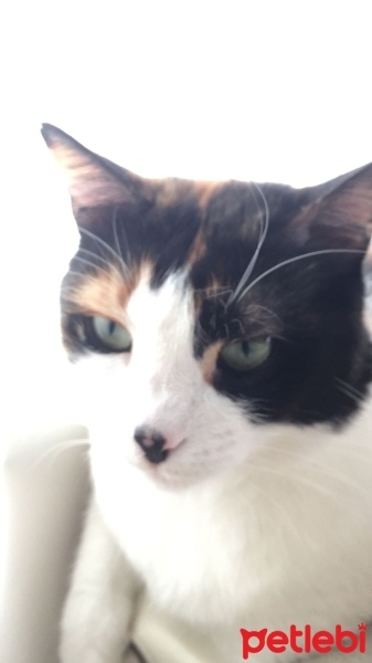 Tekir Kedi, Kedi  BAL KABAĞI fotoğrafı