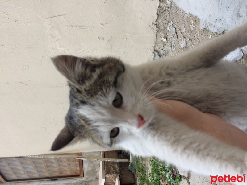 Tekir Kedi, Kedi  Köpük fotoğrafı