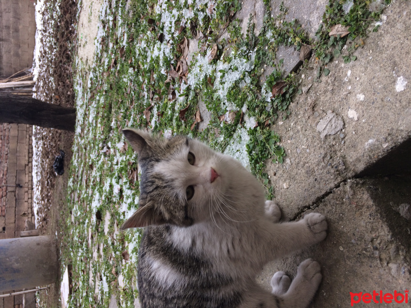 Tekir Kedi, Kedi  Köpük fotoğrafı