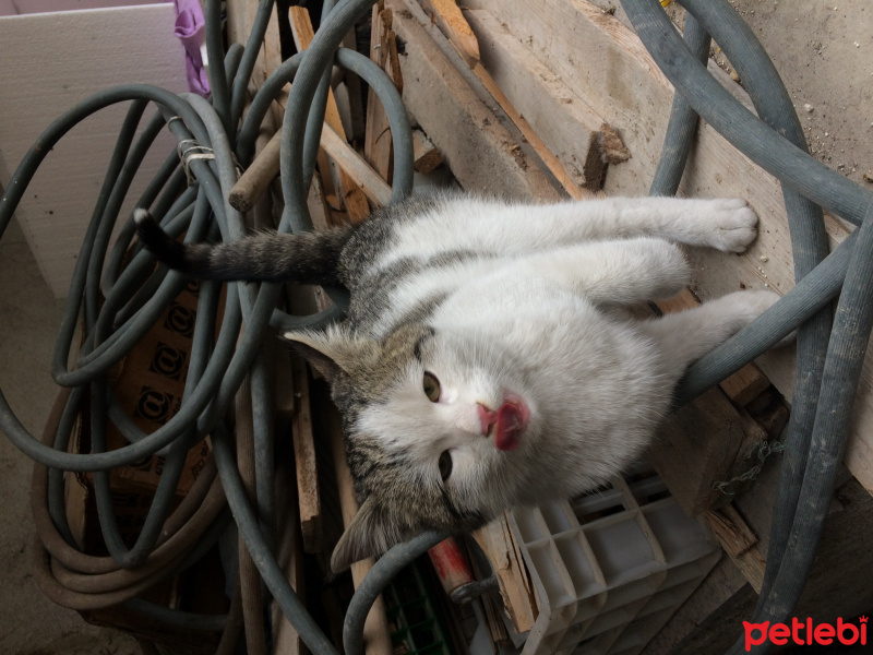 Tekir Kedi, Kedi  Köpük fotoğrafı