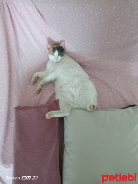 Tekir Kedi, Kedi  Çiçek fotoğrafı