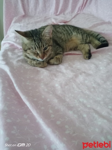 Tekir Kedi, Kedi  Uysal fotoğrafı